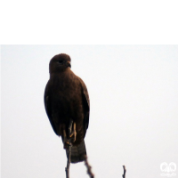 گونه سارگپه استپی Common Buzzard